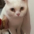 Pamuk yuva arıyor fotoğraf