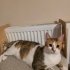 Uyurken sarılan ikinci kedi olmaya uygun kısır sakin oyun oynamayı seven uysal k fotoğraf