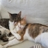 Uyurken sarılan ikinci kedi olmaya uygun kısır sakin oyun oynamayı seven uysal k fotoğraf