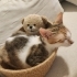 Uyurken sarılan ikinci kedi olmaya uygun kısır sakin oyun oynamayı seven uysal k fotoğraf