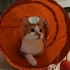 Uyurken sarılan ikinci kedi olmaya uygun kısır sakin oyun oynamayı seven uysal k fotoğraf