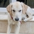 Golden Retriever Ücretsiz sahiplendirme İzmir fotoğraf