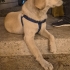 Golden Retriever Ücretsiz sahiplendirme İzmir fotoğraf