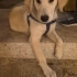 Golden Retriever Ücretsiz sahiplendirme İzmir fotoğraf