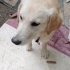 Golden Retriever Ücretsiz sahiplendirme İzmir fotoğraf