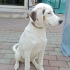 İzmir Beagle Ücretsiz Sahiplendirme Acil Yuva fotoğraf