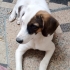 İzmir Beagle Ücretsiz Sahiplendirme Acil Yuva fotoğraf