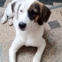 İzmir Beagle Ücretsiz Sahiplendirme Acil Yuva fotoğraf
