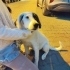 İzmir Beagle Ücretsiz Sahiplendirme Acil Yuva fotoğraf
