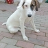 İzmir Beagle Ücretsiz Sahiplendirme Acil Yuva fotoğraf
