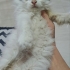 2 AYLIK TÜY YUMAĞINA ÖMÜRLÜK YUVA ARIYORUZ YENİMAHALLE fotoğraf