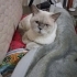 2 YAŞINDA KISIR BRİTİSH SHORTHAİR BLUEPOİNT ÖMÜRLÜK YUVASINI ARIYOR EFELER fotoğraf