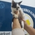 Siyah beyaz oğlana yuva fotoğraf