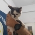 Siyah beyaz oğlana yuva fotoğraf