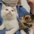 1,5 Aylık Elsa ve Anna Klinikte Yuva Bekliyor💕 fotoğraf