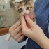 1,5 Aylık Elsa ve Anna Klinikte Yuva Bekliyor💕 fotoğraf