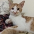 Leo oyun canlısı bir sarman fotoğraf