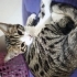 Yavru kedi sokaktan kurtardık fotoğraf