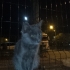 Uysal güzel yavrumuz edavi sonrası yuva bulamadı sokağa döndü ömürlük yuv arıyor fotoğraf