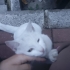 TERK EDİLMİŞ GÜZELLİĞE ÖMÜRLÜK YUVA ARIYORUM fotoğraf