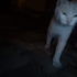 TERK EDİLMİŞ GÜZELLİĞE ÖMÜRLÜK YUVA ARIYORUM fotoğraf