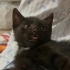 Siyah, insanlari emen yavru kedi fotoğraf