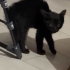 Siyah, insanlari emen yavru kedi fotoğraf