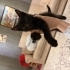 Siyah, insanlari emen yavru kedi fotoğraf