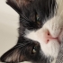 6 yaşlarında kısır erkek kedi. Bahçeli yuva aranıyor! fotoğraf