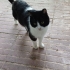 6 yaşlarında kısır erkek kedi. Bahçeli yuva aranıyor! fotoğraf