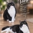 YAKIŞIKLI TARA İÇİN YUVA ARIYORUZ fotoğraf