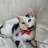 COCO'NUN GÖZLERİ AZ GÖRÜYOR AMA SEVGİSİ KOCAMAN! fotoğraf