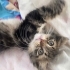 BEBİŞ BEBİ YUVA ARIYOR fotoğraf