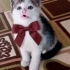 Bu yakışiklı size gelsin mi fotoğraf