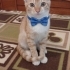 Sarışin oğlum size gelsin mi fotoğraf