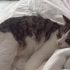 ÇOK TATLI KEDİMİZE ACİL YUVA fotoğraf