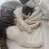 ÇOK TATLI KEDİMİZE ACİL YUVA fotoğraf