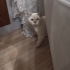 Erkek kedi sokaktan bulunmuş ve şuan gecici yuva kalmaktadır. fotoğraf