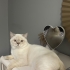 Erkek kedi sokaktan bulunmuş ve şuan gecici yuva kalmaktadır. fotoğraf
