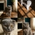 PARİS ÜCRETSİZ KISIR 5 YAŞINDA SCHOTİSH FOLD fotoğraf