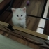 Yaramaz çok hareketli fotoğraf