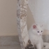 Yaramaz çok hareketli fotoğraf