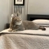 Duman aşıları tam kısır ömürlük yuva arıyor fotoğraf