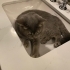 Duman aşıları tam kısır ömürlük yuva arıyor fotoğraf