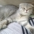 Acil yuva arıyoruz scottish sokağa atılmış :( fotoğraf