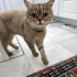 Güzel kıza acil yuva. fotoğraf