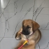 3 aylık Malinos Melezi bebeğimize ömürlük 🏡 yuva fotoğraf