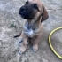 3 aylık Malinos Melezi bebeğimize ömürlük 🏡 yuva fotoğraf
