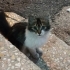 ACİL!! YAVRU KEDİYİ YAŞATACAK YUVA ARANIYOR fotoğraf