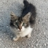 ACİL!! YAVRU KEDİYİ YAŞATACAK YUVA ARANIYOR fotoğraf